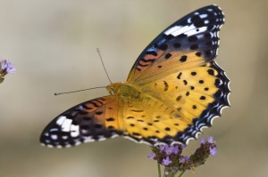 Nymphalidae Butterfly